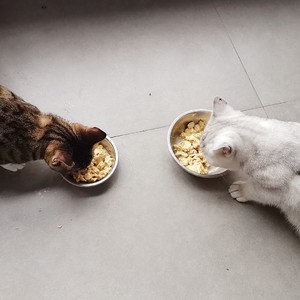 Feline meal！practice measure 4