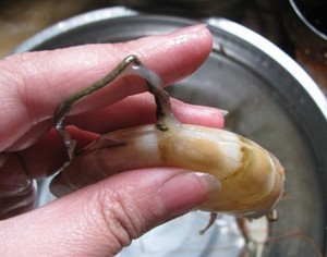 The practice measure of oily stew prawn 1