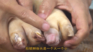 Hutch division commander teachs you: How " the hind leg before choosing a pig " , 2 minutes the practice measure that explaining is hard nucleus little skill completely 9