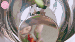 The practice measure of chicken of hemp of any of several hot spice plants 14