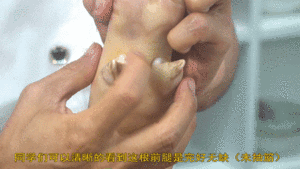 Hutch division commander teachs you: How " the hind leg before choosing a pig " , 2 minutes the practice measure that explaining is hard nucleus little skill completely 13