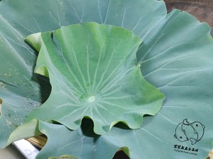 The practice measure of the lotus leaf chicken of simple faint scent 7