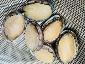 The practice measure of the abalone chicken of everyone is happy 7