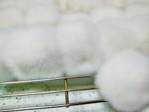 大麻の甘い発酵豆腐5  > </li> <li class = 