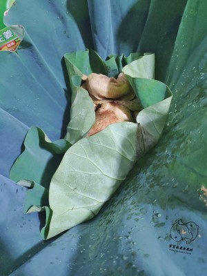 The practice measure of the lotus leaf chicken of simple faint scent 9