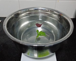 The practice measure that contains pickle 2