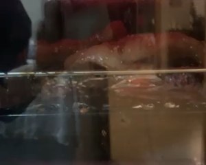 The practice measure of scrag of oven edition pig 3