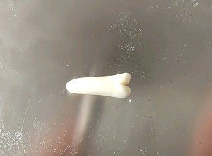 The practice measure of steamed bread of cartoon of bikini sweethearts pig 10