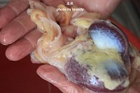 The practice measure that the daily life of a family cuts chicken in vain 3