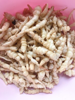 The ground calabash of dish of go with rice (white a black) simple the daily life of a family the practice measure of quick worker 1