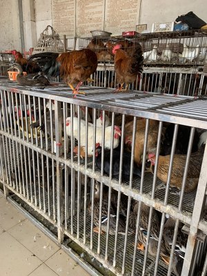 Dawdler is necessary, the practice measure of chicken of electric meal Bao 1
