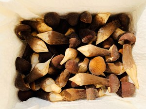 The practice measure of the drumstick of gallinaceous fir stay of proceedings that stew 1