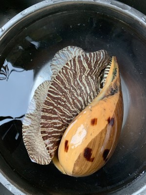 生きているココナッツスパイラルシェル3を殺す練習対策