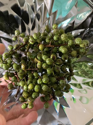 The practice measure of chicken of pointed any of several hot spice plants 3