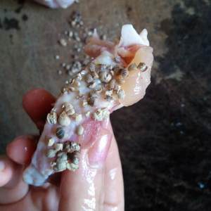 The practice measure of chicken of Bao of pig little stomach 2