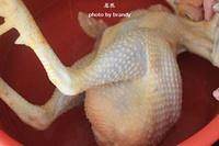 The practice measure that the daily life of a family cuts chicken in vain 1