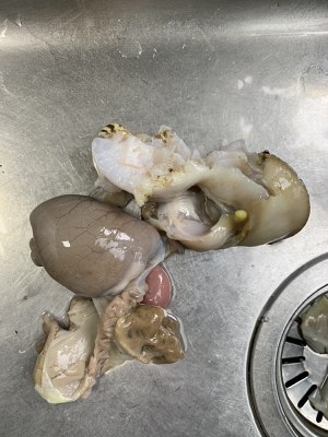 生きているココナッツスパイラルシェル7を殺す練習対策