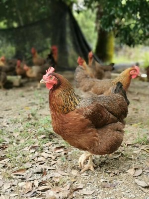 Chicken of evaporate of former juice raw ingredient (Guangdong taste) practice measure 1