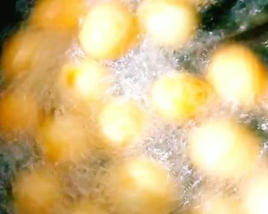 練習対策 甘酸っぱい虎の皮のウズラの卵6 