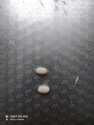 The practice measure of steamed bread of little younger sister of pig little younger brother and pig 5