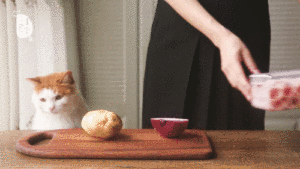 The practice measure of meal of potato fat cattle 1