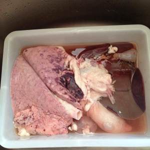 The practice measure of the lung that wash a sheep 1