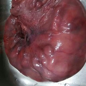 The practice measure of soup of placenta of the sheep that stew 4