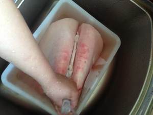 The practice measure of the lung that wash a sheep 4