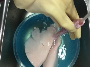 The practice measure that teachs you to wash ovine lung 4