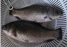 The practice measure of miscellaneous soup of sheep of crucian carp fish 1