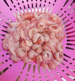The practice measure of soup of ovine placenta turnip 1