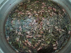 [ovine blood a thick soup] practice measure 2