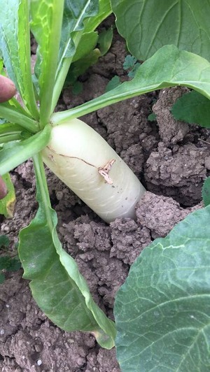 The practice measure of dawdler sirlon turnip 3