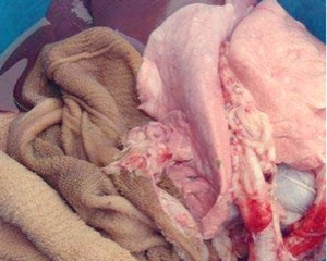 The practice measure with miscellaneous sheep of kid of Er of authentic Hulun shellfish 1