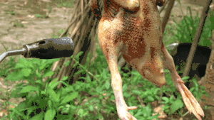 Hutch division commander teachs you: The kitchen that use land is burned " rustic beer duck " , flavour is easy and comfortable the practice move that must not place 1
