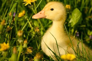 The practice measure of delicious duck 7