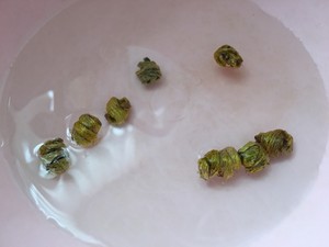 Soup of duck of the stem of noble dendrobium (the summer is entered fill) practice measure 6