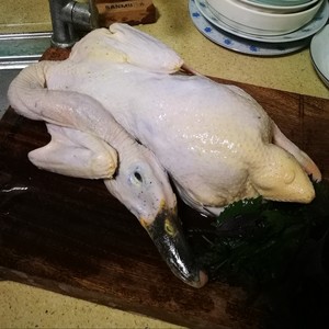 The practice measure of duck of stew of Chi of purple perilla beans 1