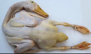Mom does not let outside the practice measure of the sesame oil duck that pass 1