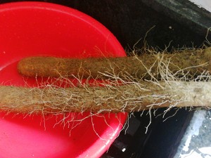 The practice measure of yam duck soup 2