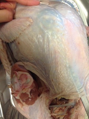 Chicken of thanksgiving nurse a fire (turkey wants how ability is not insipid) practice measure 7