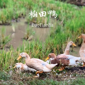 The practice measure of duck of domestic banquet blood 1